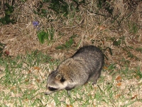 Raccoon